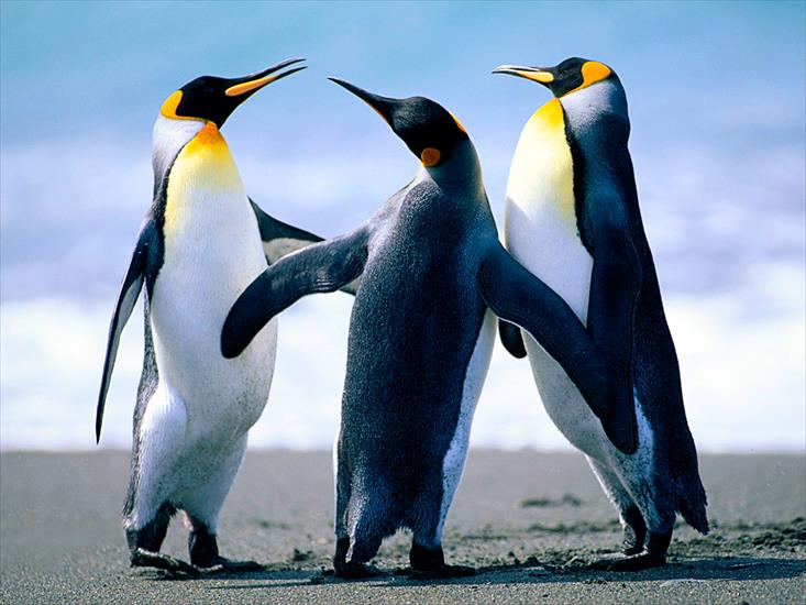 piękne zdjęcia - Penguins.jpg