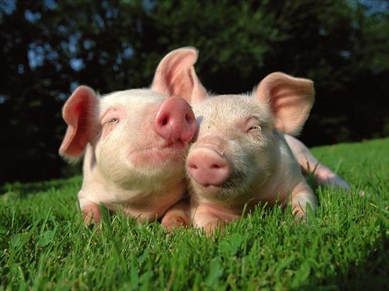 640x480 Tapety Android - Little Piglets.jpg
