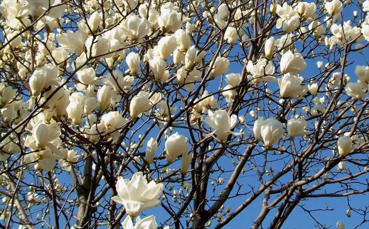 magnolie - mag2.jpg