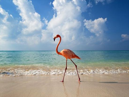 640x480 Tapety Android - Flamingo, Bayahibe, Dominican Republic.jpg