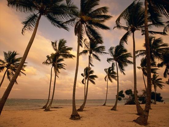 640x480 Tapety Android - Palm Trees, Punta Cana, Dominican Republic.jpg