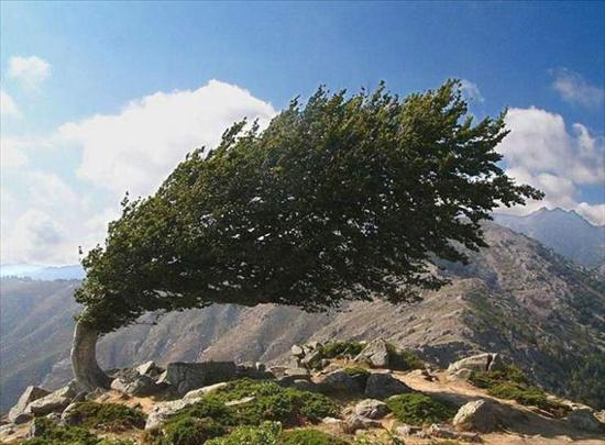 najdziwniejsze drzewa świata - 196ea93079ba5c730bcc692.jpg