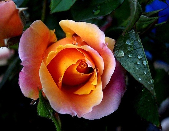 Dla Ciebie Oliwko.....Buziaczki - Kopia 2 Roses 24.jpg