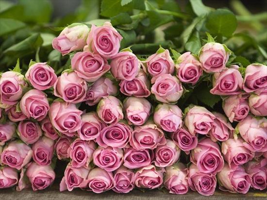 640x480 Tapety Android - Pink Roses, Switzerland.jpg