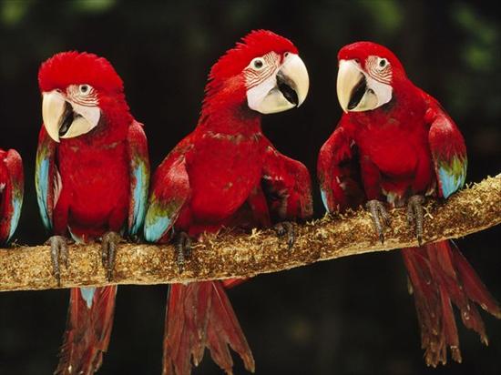 640x480 Tapety Android - Red and Green Macaws, Tambopata National Reserve, Peru.jpg