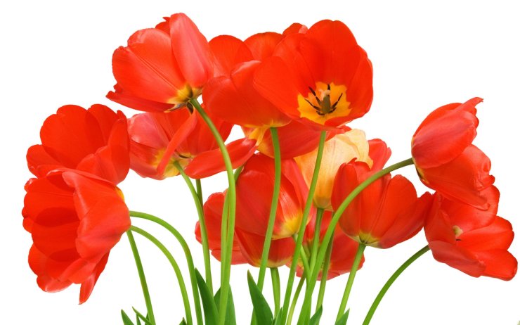 Tulipany - tulipany32.jpg