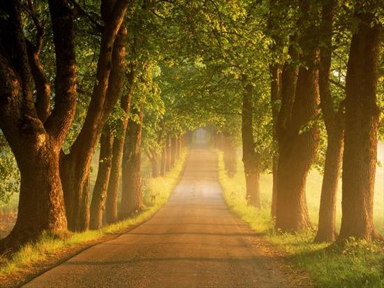 640x480 Tapety Android - Tree-Lined Country Road at Sunrise, Sweden.jpg