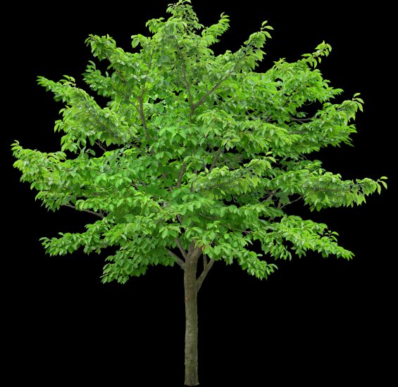 drzewa png - TH_056CP.PNG