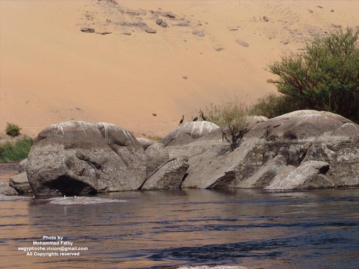Przyroda - Przyroda w Aswan 75.jpg