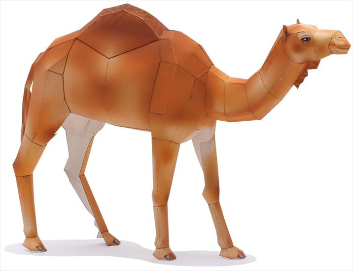 Camel - 001.jpg