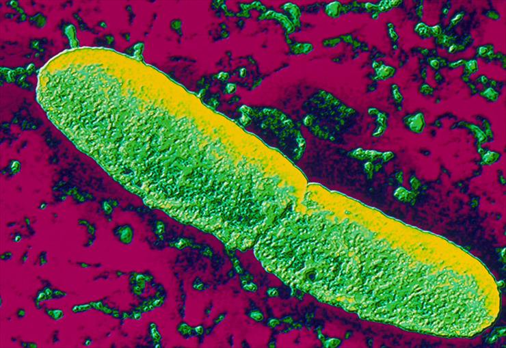 Bizancjum - obrazy - Yersinia pestis jest czynnikiem etiologicznym dżu...bacteria-pasieka_e7121e2c2e2ea75c0df7107336df4bf0.jpg