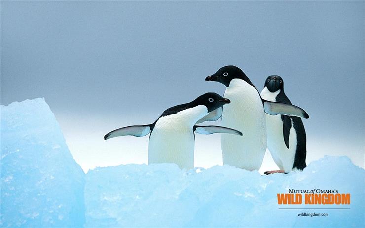 WODA - penguins.jpg
