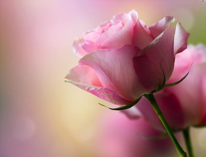 Galeria - rozowa-roza-kwiat-1.jpeg