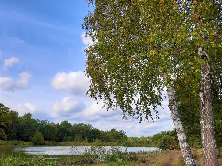 Natura - brzózki i stawa.jpg