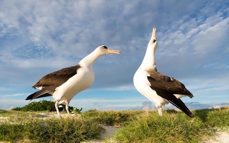 albatrosy - albatrosy.jpg