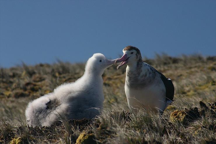 albatrosy - albatrosy wędrowne.jpg