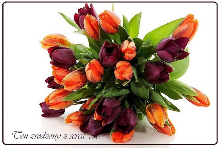 Tulipany - 7.jpg