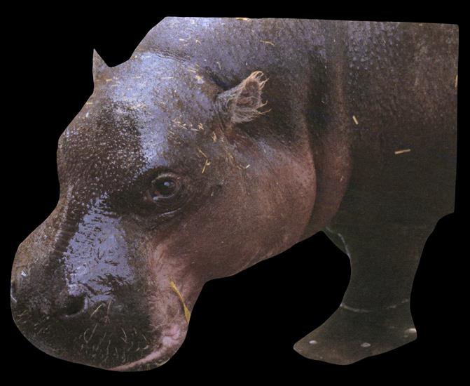 Animals - hippo-01.png