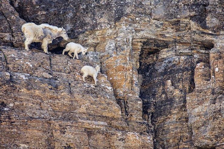 kozice - crazy-goats-on-cliffs-16.jpg