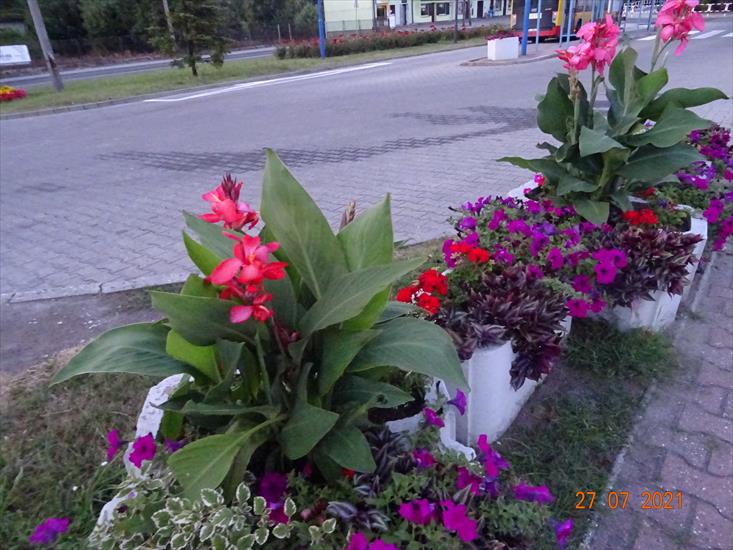 Kwiaty w Pszowie - DSC06517.JPG