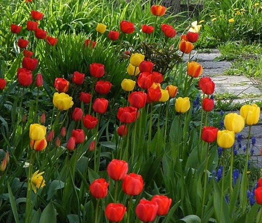 Jpg-Tulipany - ogrod-crop1.jpg