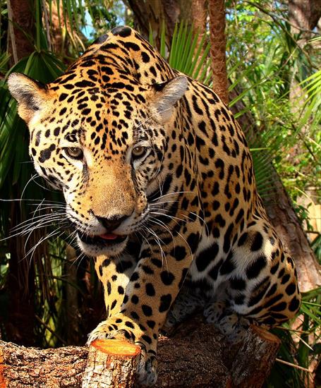 koty - jaguar.jpg