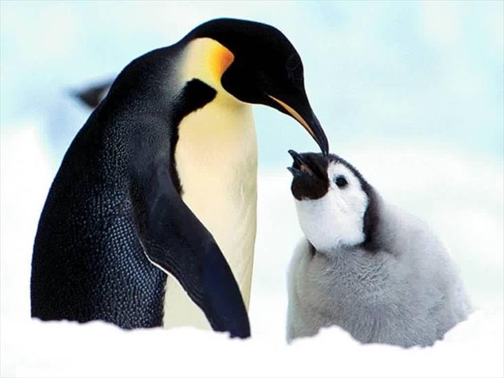Pingwiny - PING006.JPG