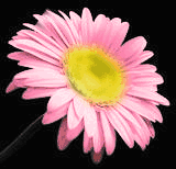 Kwiaty Chomisia52 1 - 0231.gif