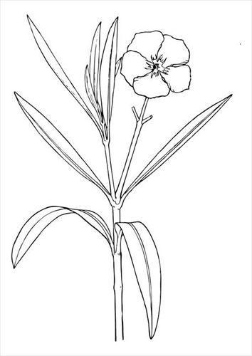 Kolorowanki - Wiosna - oleander-flower-t11711.jpg
